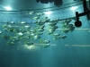 Sea Life Center - Aqua Dom - Silberflossenblatt