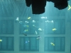 Sea Life Center - Aqua Dom