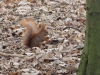 Eichhörnchen im Tiergarten Berlin