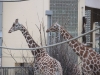 Zoo Frankfurt/ Main - Giraffen
