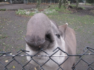 Flachlandtapir in Hagenbeck's Tierpark