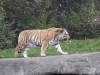 Bengalischer Tiger in Hagenbeck's Tierpark