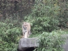 Bengalischer Tiger in Hagenbeck's Tierpark