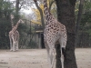 Rothschild- Giraffen in Hagenbeck's Tierpark