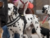Dalmatiner Lord Leon mit Jack Russell Terrier Layla auf dem Rücken