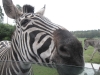 Zebra im Serengetipark Hodenhagen