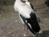 Weißstorch im Weltvogelpark Walsrode