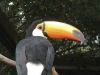 Riesentukan im Weltvogelpark Walsrode - mein Lieblingsvogel