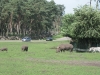 Nashörner und Zebras im Serengetipark Hodenhagen