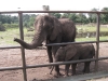 Elefanten im Serengetipark Hodenhagen