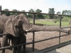 Elefanten im Serengetipark Hodenhagen