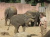 Elefantenanlage im Erlebniszoo Hannover