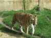 Sibirischer Tiger im Erlebniszoo Hannover