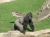 Gorilla- Männchen im Erlebniszoo Hannover