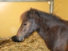 Shetland - Pony