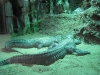 Krokodile im Tierprak Hellabrunn