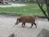 Pinselohrschwein im Tierprak Hellabrunn