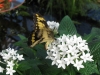 Botanischer Garten München - Schmetterlingsausstellung