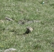 Großglockner - Murmeltiere