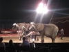 Elefantendressur im Zirkus Berolina in Zinnowitz