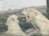 Zoo Hellabrunn in München - Eisbären